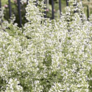 Dense cluster of white flowering plants in a garden.