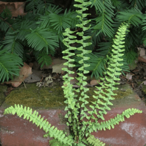 A green fern with unique, alternating leaflets growing in a garden bed.