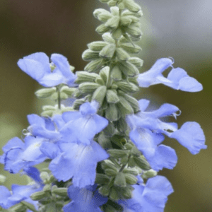 Close-up of light blue flower spike