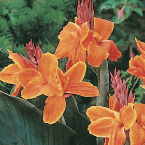 Vibrant orange canna lilies with broad leaves
