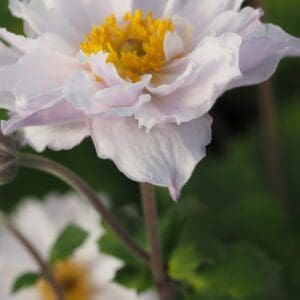 Close-up of a delicate white flower with a vibrant yellow center.