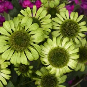 Close-up of greenish-yellow daisies with purple flowers in the background.