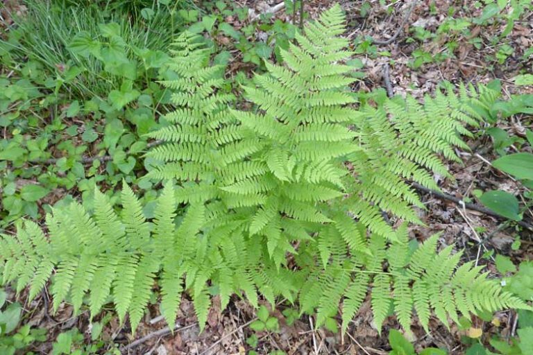 Fern - Hay-Scented (quart pot) - Midsummer Farm