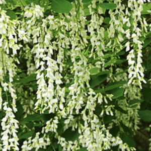 Clusters of white flowers hanging down amidst green leaves.