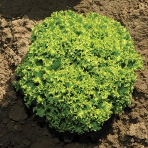 A lush green lettuce plant growing in soil.