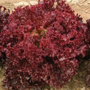 A close-up of red leaf lettuce growing in soil.