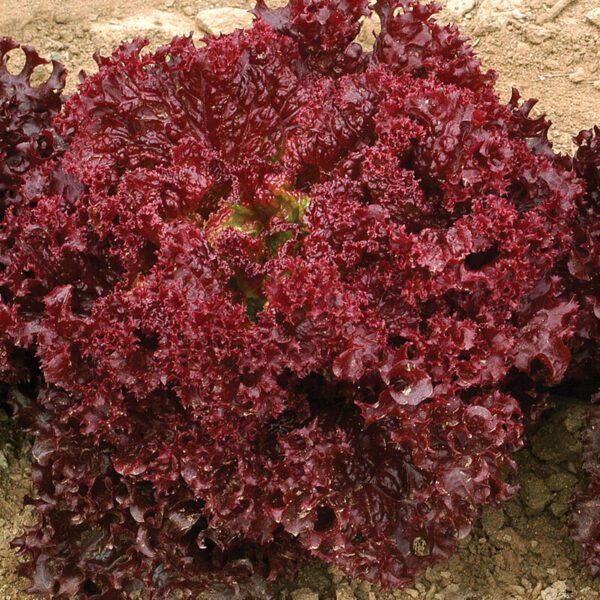 Lettuce - Lollo Rosso Plant (3.25"pot)