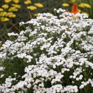 White baby's breath blooms in garden
