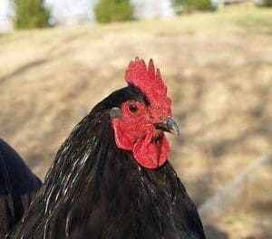 Close-up of a black chicken with a bright red comb and wattles.