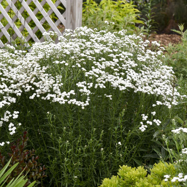 Lush bush of small white garden flowers