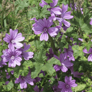 Purple flowers blooming among green leaves in a garden.