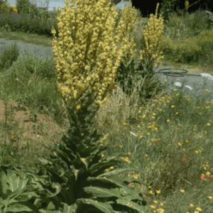 Tall yellow-flowered plant growing in a grassy outdoor area.