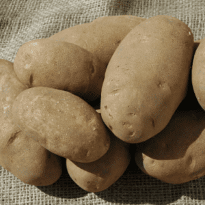 Fresh potatoes piled on a burlap sack.