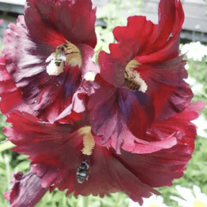 Close-up of vibrant red gladiolus flowers in bloom.