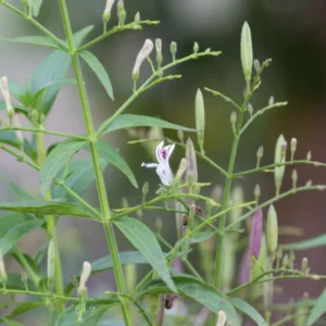 Close-up of a delicate white and pink flower on slender green stems.