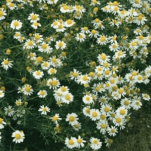 A lush cluster of white daisies with yellow centers in green grass.