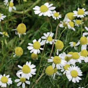 Close-up of chamomile flowers with white petals and yellow centers.