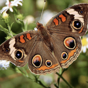 A close-up of a brown butterfly with eye-like patterns on its wings.