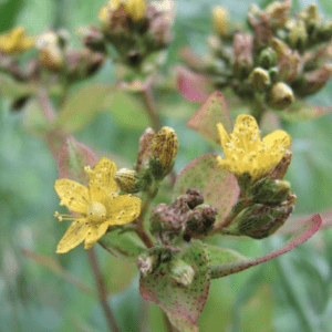 Close-up of yellow speckled wildflower cluster