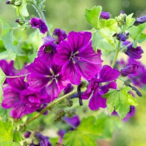 Vibrant purple flowers blooming with lush green leaves in a garden.