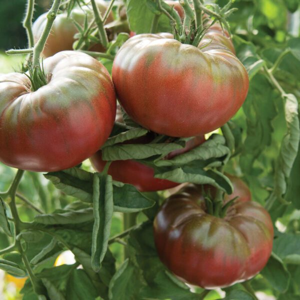 Tomato - Marnero (3.25" pot)
