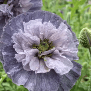 Close-up of a delicate pale purple poppy flower in bloom.