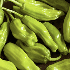 Fresh green chili peppers piled together.