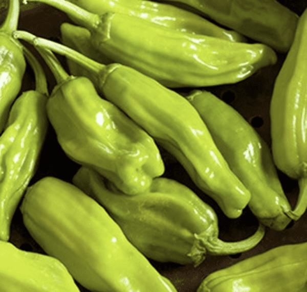 Pepper - Greek Pepperoncini (3.25" pot)
