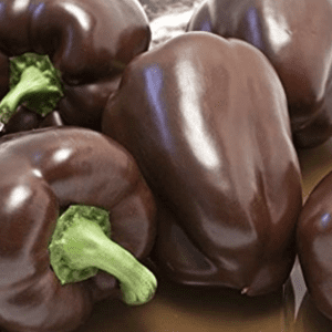 Close-up of fresh purple bell peppers with green stems.