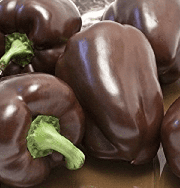 Pepper - Chocolate Beauty Bell (3.25" pot)
