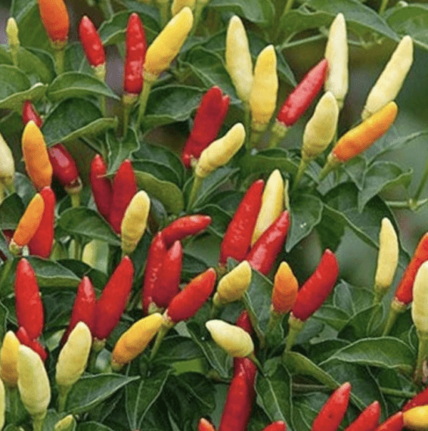 Pepper - Hot - Tabasco (3.25" pot)