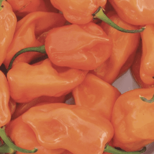 Close-up of fresh orange habanero peppers with green stems.