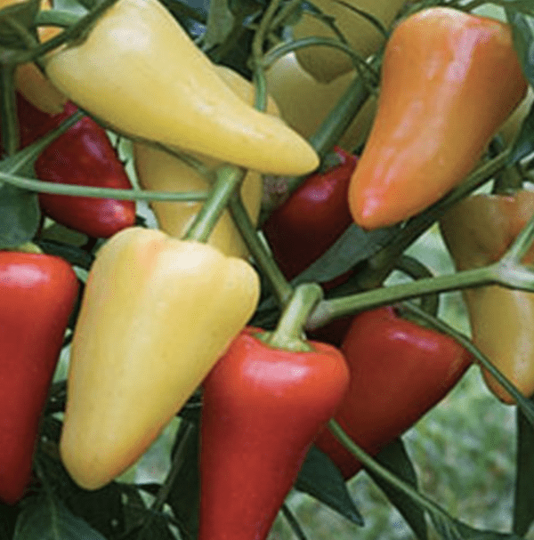 Pepper - Santa Fe Grande (3.25" pot)