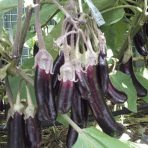 Cluster of small purple eggplants growing on a plant.