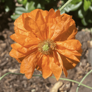 Close-up of a vibrant orange flower with delicate petals.