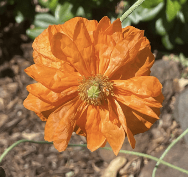 Poppy - Hairy (3.25" pot)