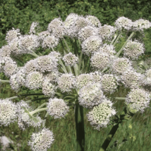 Cluster of white wildflowers blooming in a green field.