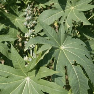 Green leaves with star-shaped veins and small clustered flowers.