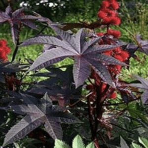 Purple-leaved plant with red flowers in a garden setting.