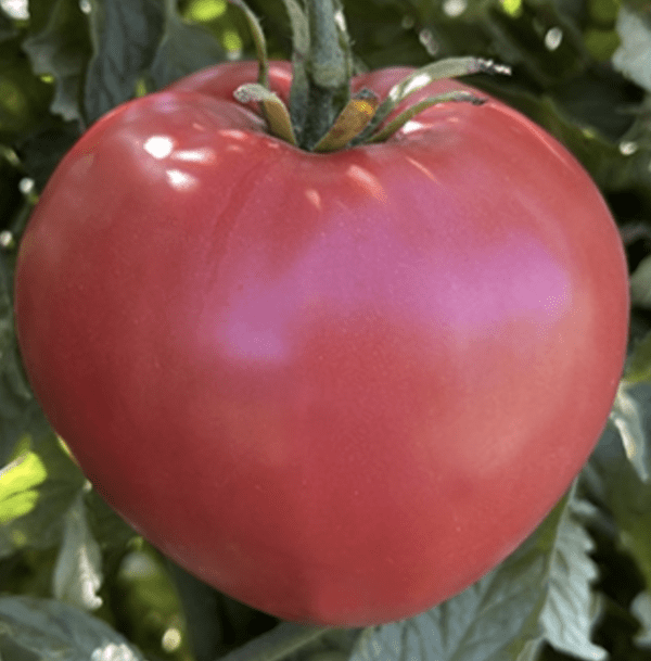 Tomato - Heart of Compassion (3.25" pot)