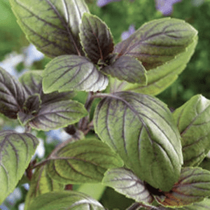 Close-up of purple basil leaves with vibrant veins in a garden.