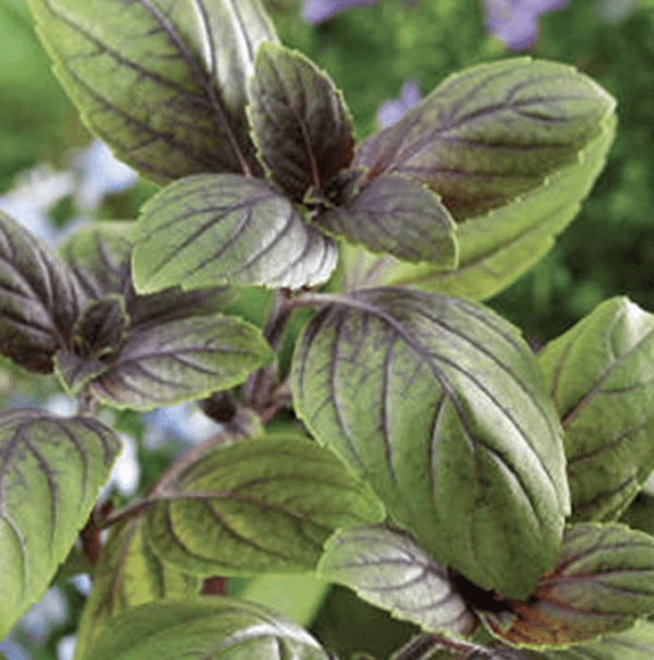 Basil - Corsican (3.25" pot)