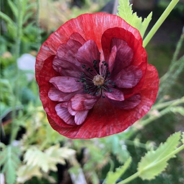 Poppy - Pandora "Shirley-Style" (3.25" pot) - Image 2