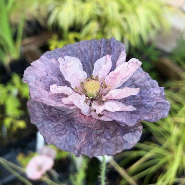 Poppy - Amazing Grey 'Shirley-Style' (3.25" pot) - Image 2