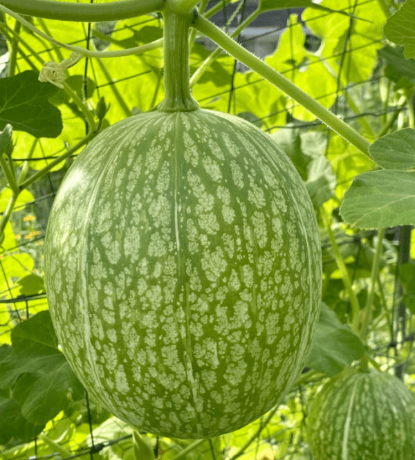 Chilacayote Squash / Gourd (3.25" pot)