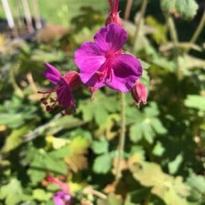 Bright purple flower blooming in a garden with green foliage.