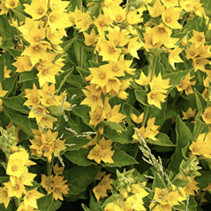 A cluster of vibrant yellow flowers with green leaves.