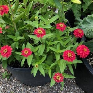 Bright red flowers blooming in a garden pot.