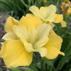 Close-up of soft yellow irises blooming in a garden.