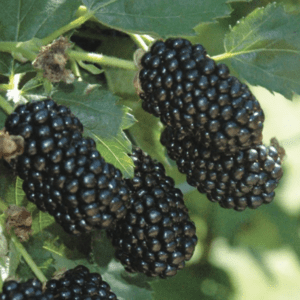 Close-up of ripe black mulberries on a leafy branch.